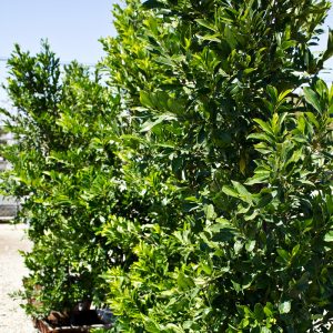 Prunus caroliniana compacta