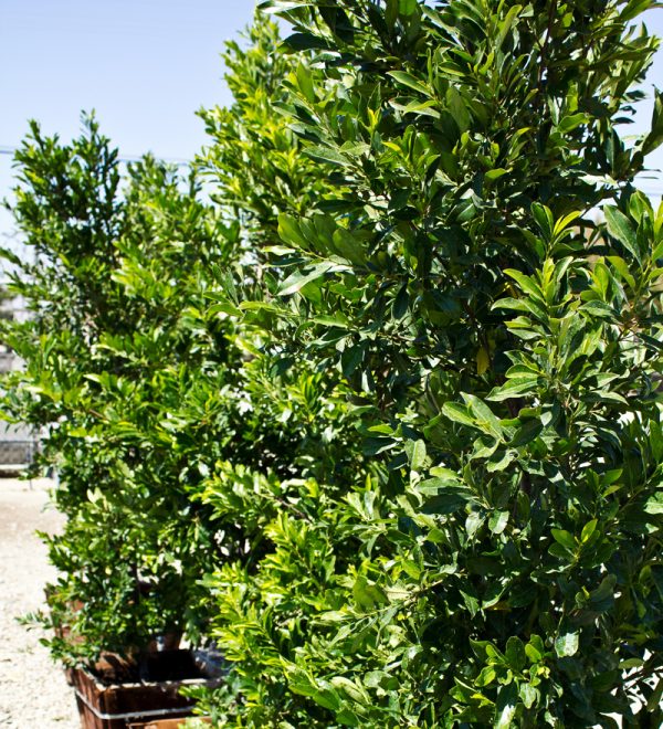 Prunus caroliniana compacta