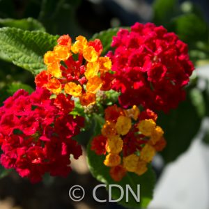 Lantana 'Dallas Red'
