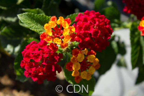 Lantana 'Dallas Red'