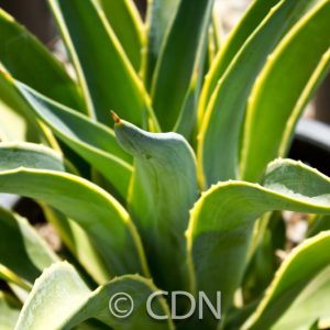 Agave desmettiana 'Variegata'