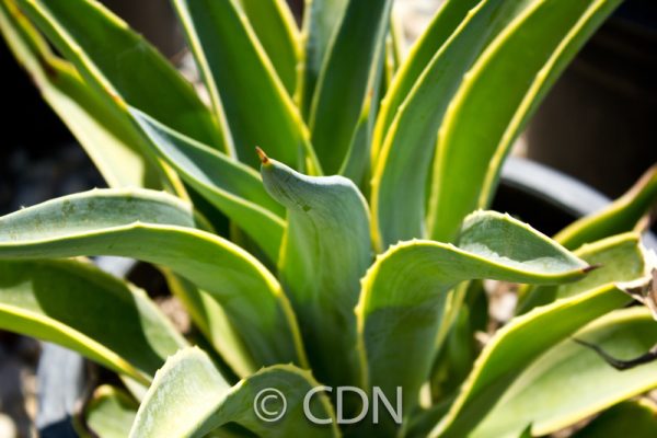 Agave desmettiana 'Variegata'