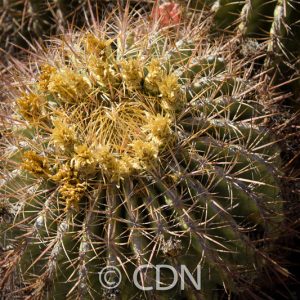 Ferocactus cylindraceus