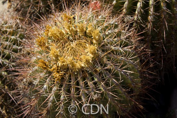 Ferocactus cylindraceus