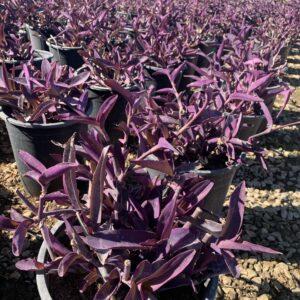 Tradescantia pallida