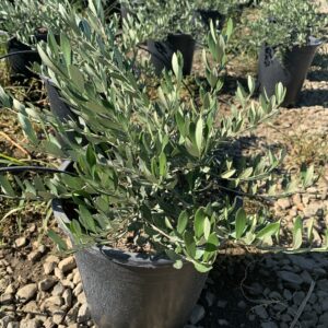 Olea europaea 'Little Ollie'