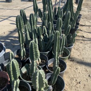 Cereus peruvianus
