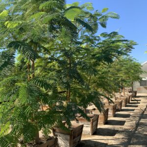Delonix regia