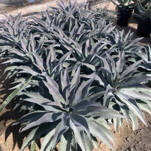 Mangave 'Mayan Queen'