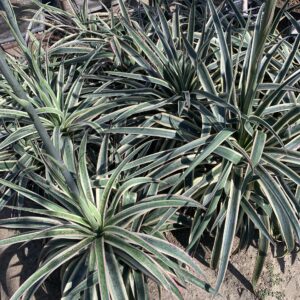 Mangave 'Snow Leopard'