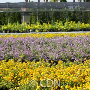 Lantana 'New Gold'