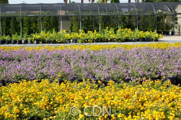 Lantana 'New Gold'