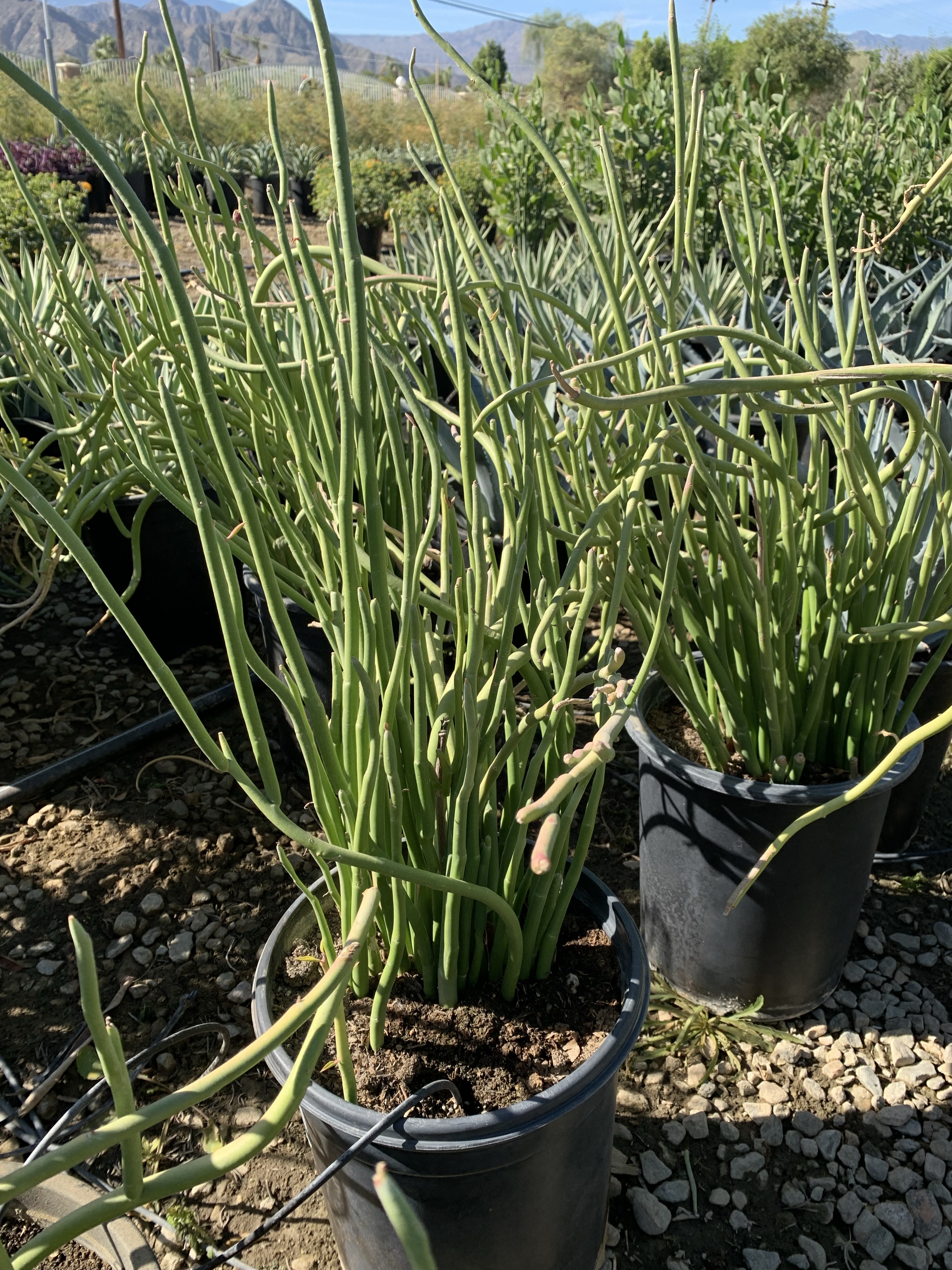 Pedilanthus macrocarpus