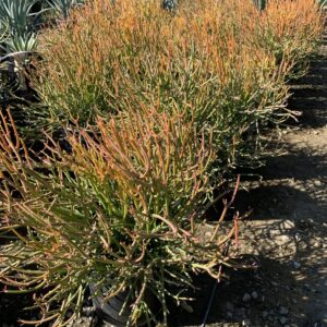 Euphorbia tirucalli 'Sticks on Fire'