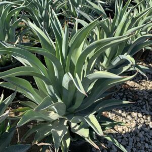 Agave desmettiana