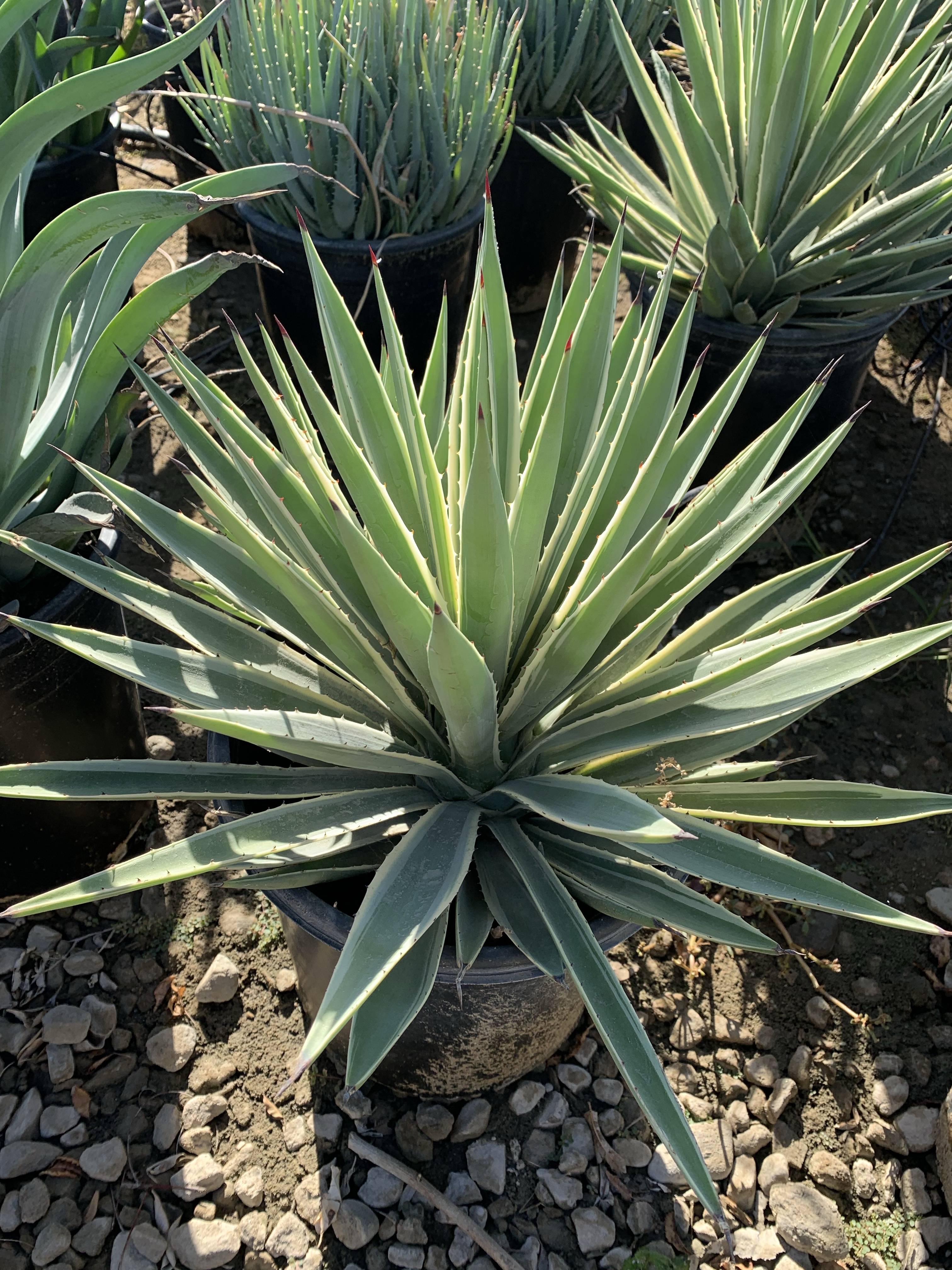 Agave angustifolia variegata