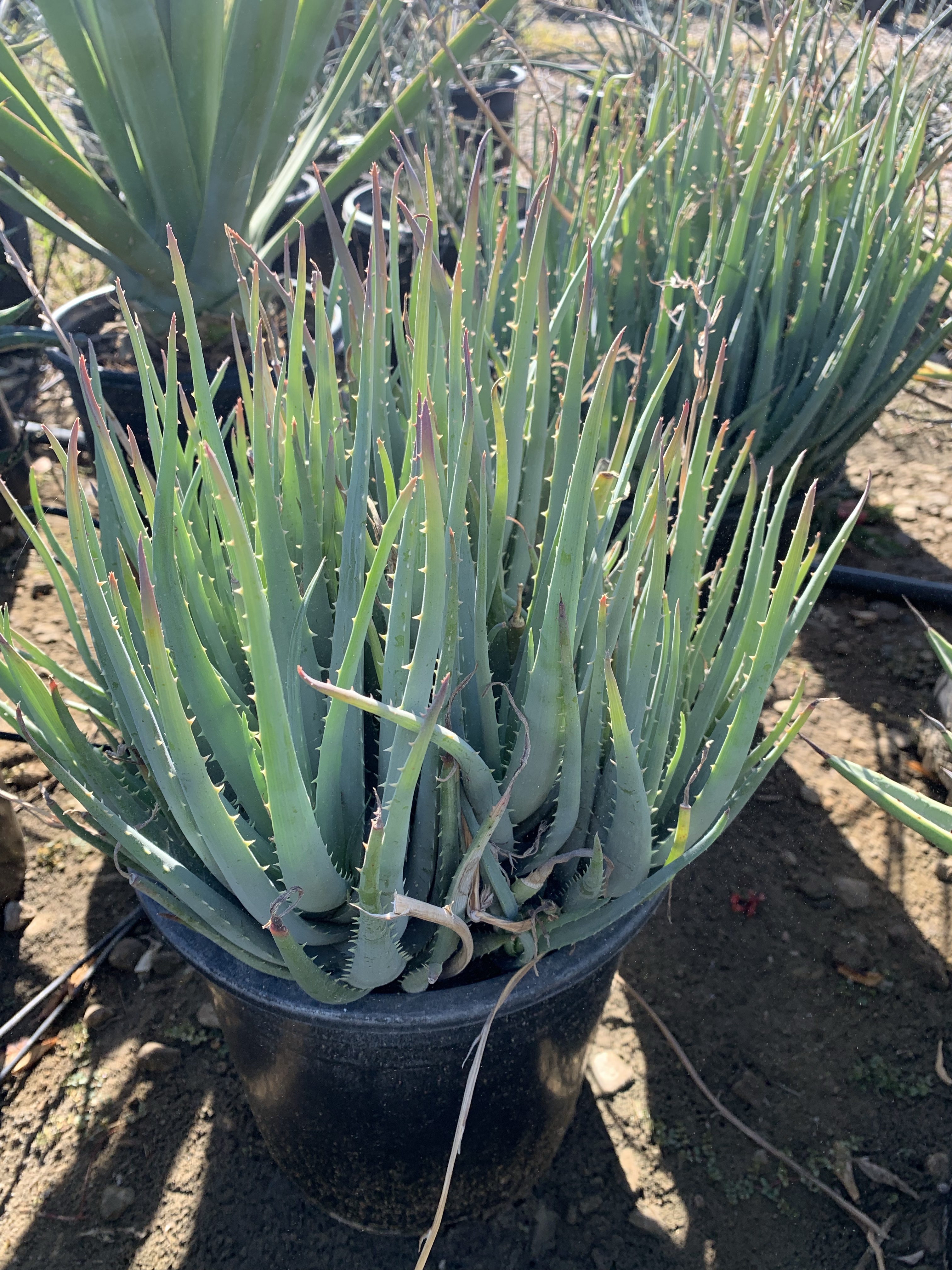 Aloe 'Blue Elf'