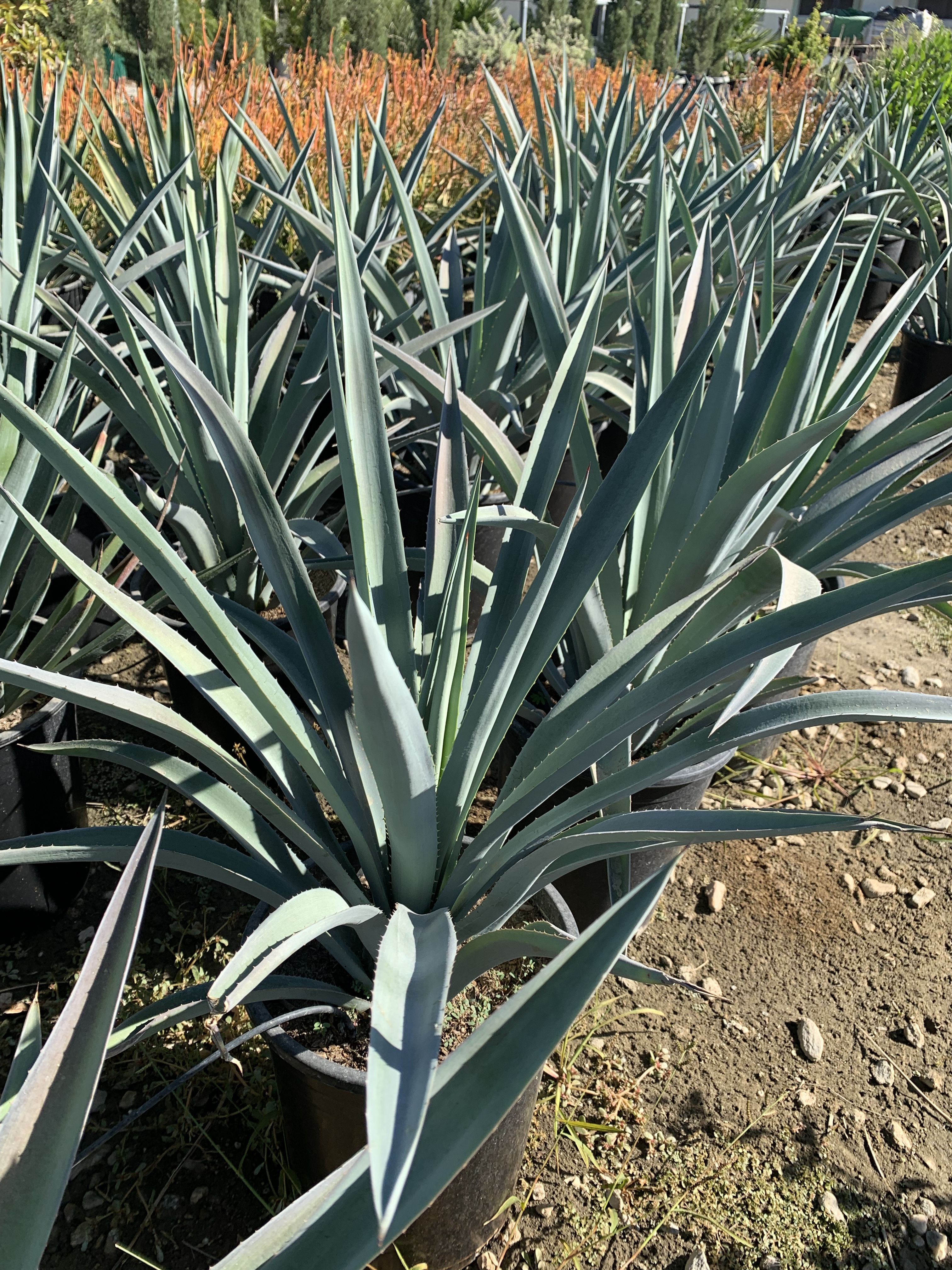 Agave tequilana