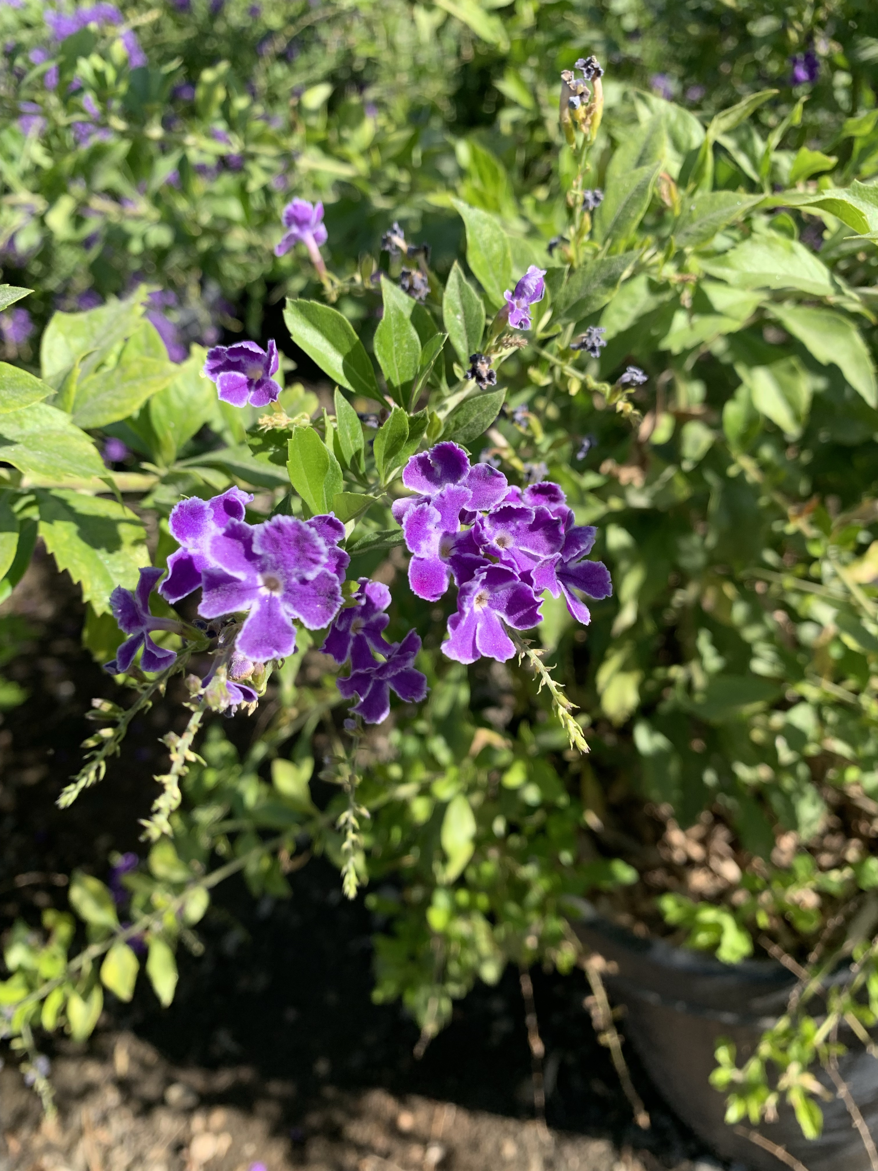 Duranta erecta 'Sweet Memory'