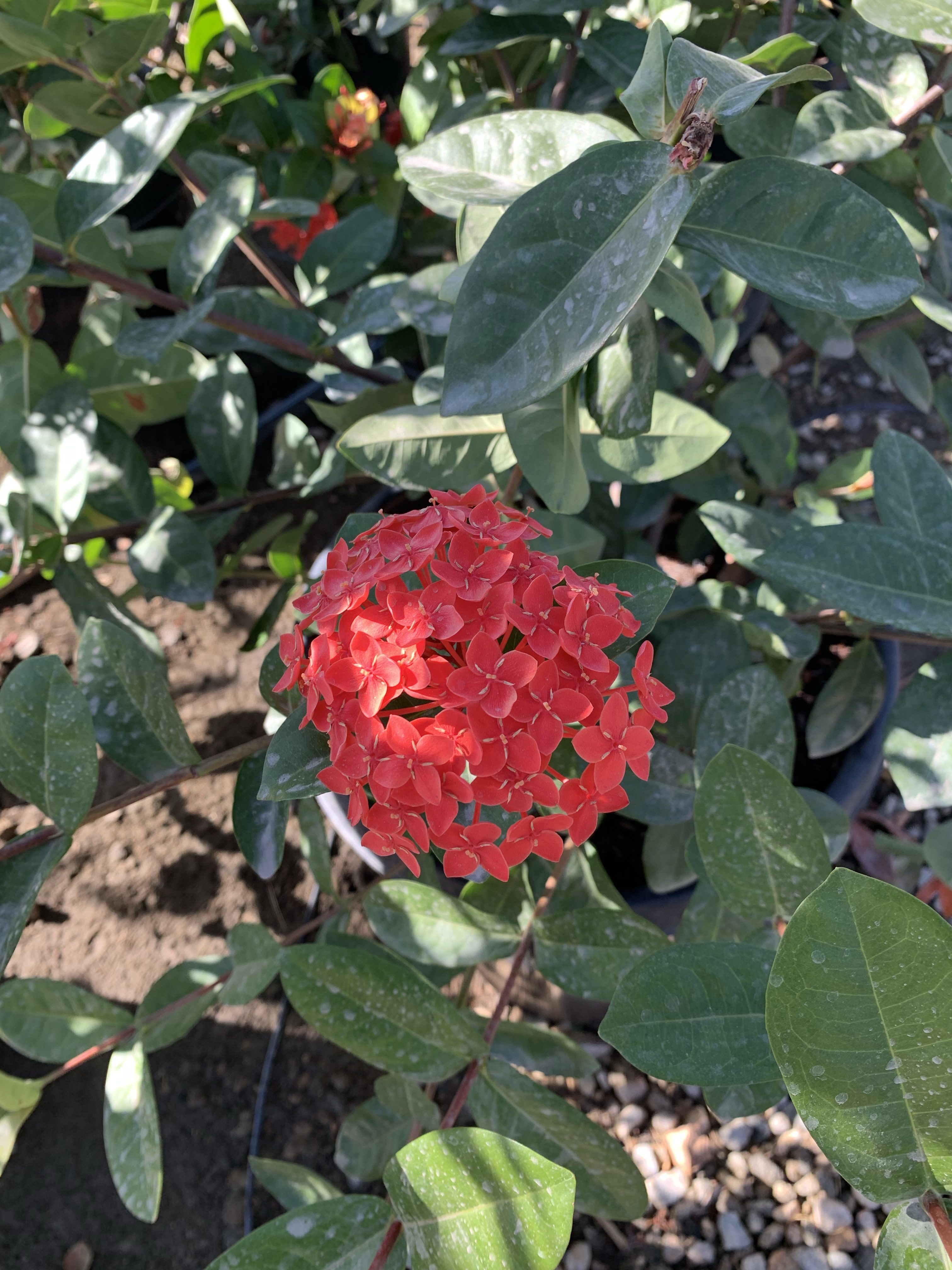 Ixora coccinea
