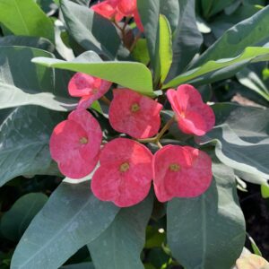 Euphorbia splendens