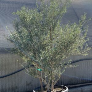Olea europaea 'Wilsonii'